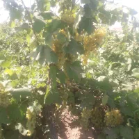 ۱۲۰۰۰۰۰