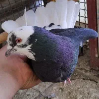 کبوتر