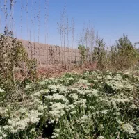 زمین-2000-متری-دور-دیوار-فوری