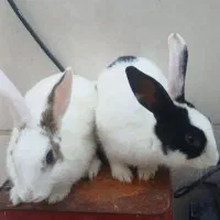 خرگوش جفت