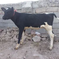 گاو یا گوساله ماده هلشتاین ۲۴عیار-جنس گاوداری