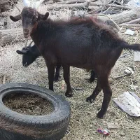 کره نر وماده