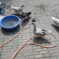 اردک اسرائیلی