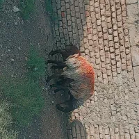 شیشک.