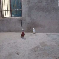 کفتر خوب  رنگه