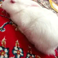 خرگوش