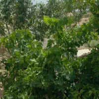 باغ برای سرمایه‌گذاری