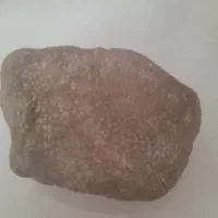 فسیل مار و صدف