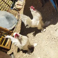 خروس جوان فروشی
