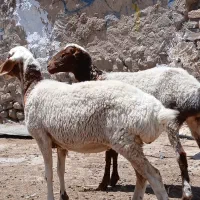 کاور بره عروسک