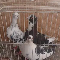 کفتر|پرنده|بیرجند, |دیوار