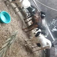 4عدد بره برشن با سومال