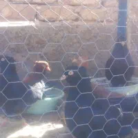 کبوتر پرشی ونقش