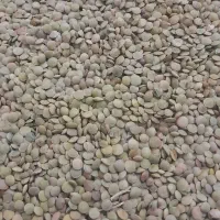 عدس بوجاری شده مغان
