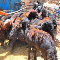 بره ماده قره قزل اصل