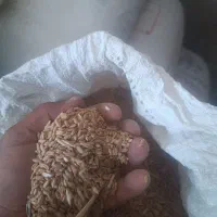 گندم|گل و گیاه طبیعی|مرودشت, ده بید|دیوار