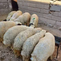 ۸راس بره نر پای پروار