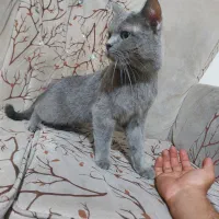 گربه اسکاتیش ماده