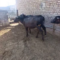 گاومیش نر