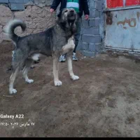 سگ پژدر