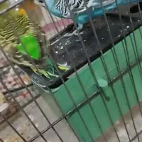 یک جفت مرغ عشق