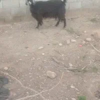 بز و میش