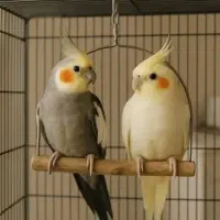 عروس هلندی