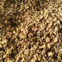 پوست بادام برای دام خشک بدون خاک