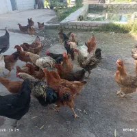 مرغ وخروس گلپایگان سالم سرحال
