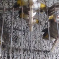 جوجه قناری تعداد