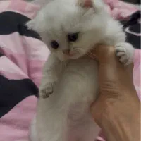 گربه بریتیش