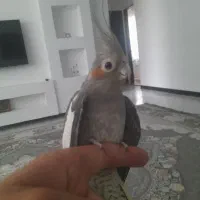 عروس هلندی ماده