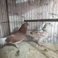 ۵عددجوجه