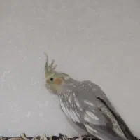 عروس هلندی ماده