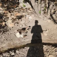 قو غاز|حیوانات مزرعه|روانسر, |دیوار