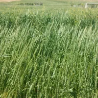 مشارکت در کاشت و برداشت زمین های دیم