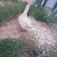 قوغاز