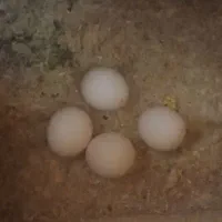 جفت مرغ عشق  مولد با تخم