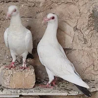 نرماده دم‌سیاه کوهگ