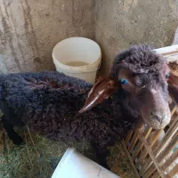 بره نر علفخور