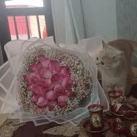 گربه بریتیش
