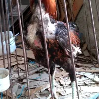 جوجه اصیل افغان