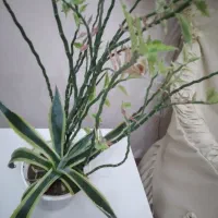 گل طبیعی