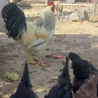 فروش خروس محلی سلطان