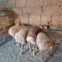 بره نر چاق