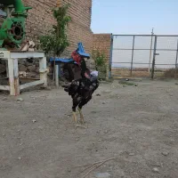 لاری