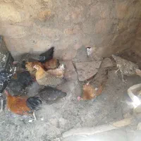 مرغ