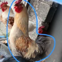 خروس سنگین