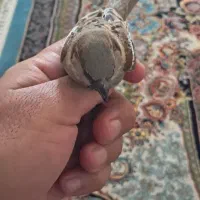 سیمان ایلام