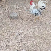 خروس گلین